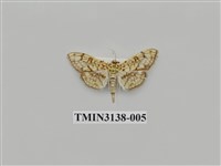 藏品(螟蛾276)的圖片